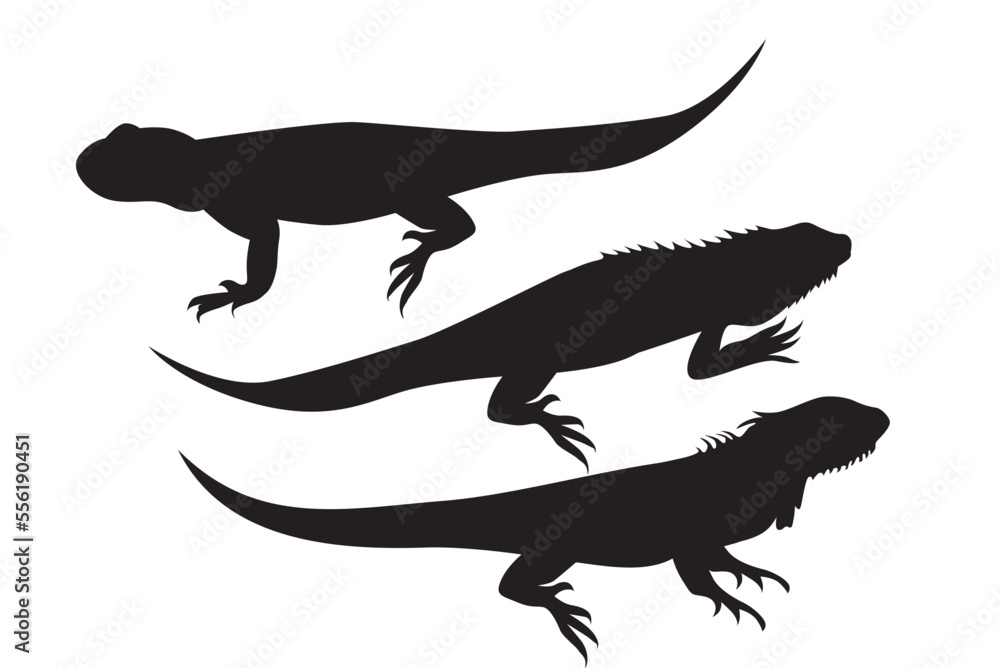 Vector illustration of iguana. Iguana silhouette. Reptiles that have a wattle on the jaw