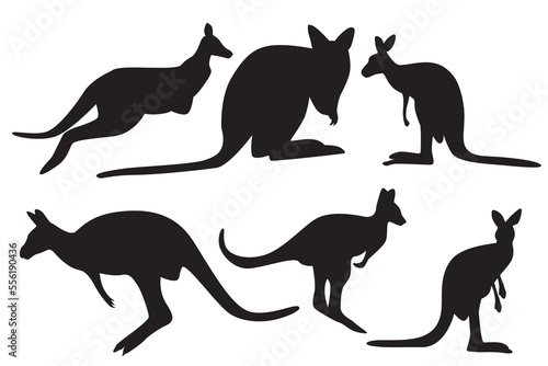 Kangaroo animal vector. mammals that have chat characteristics in the form of a pouch  marsupials . These animals include typical Australian animals