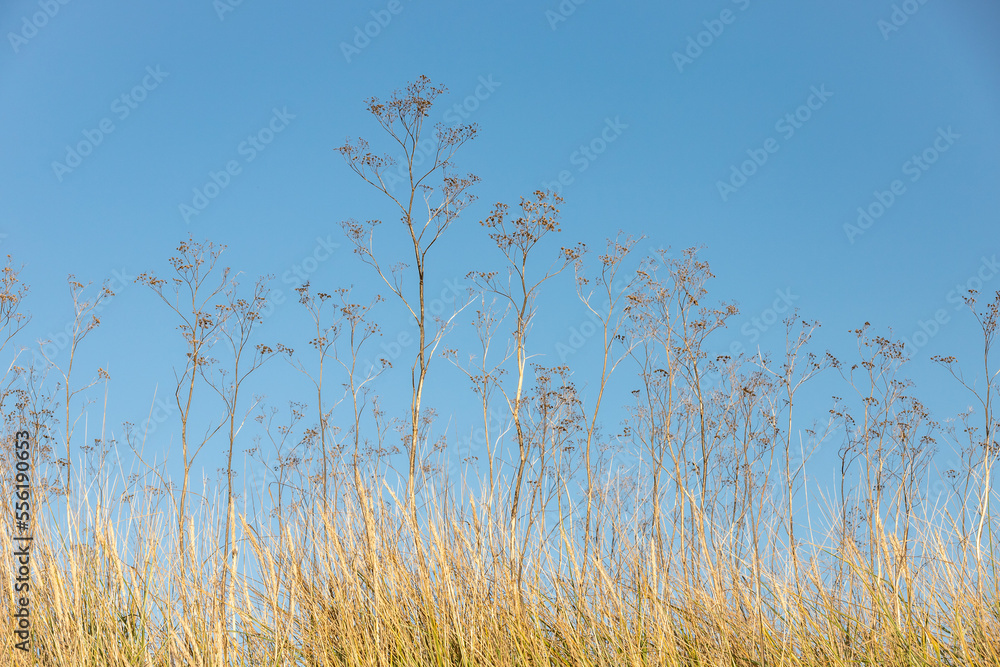 Fototapeta premium Seed Heads and Grasses in the late fall sun