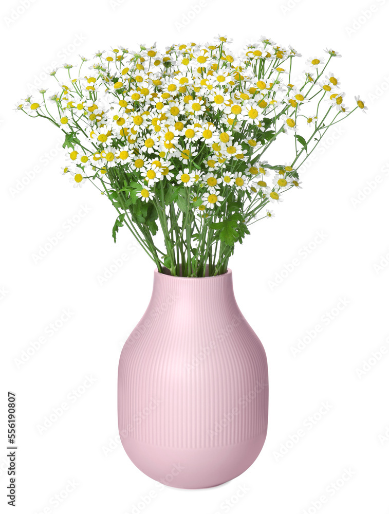 Pink vase with beautiful chamomile flowers isolated on white Pink vase with beautiful chamomile flowers isolated on white