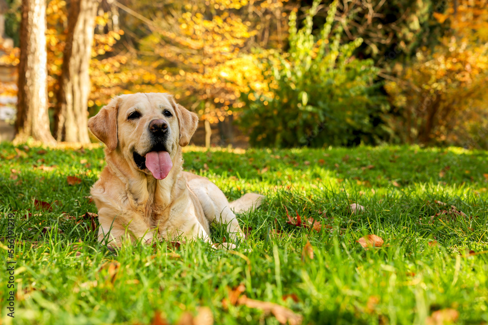 Cute Labrador Retriever dog on green grass in sunny autumn park. Space for text