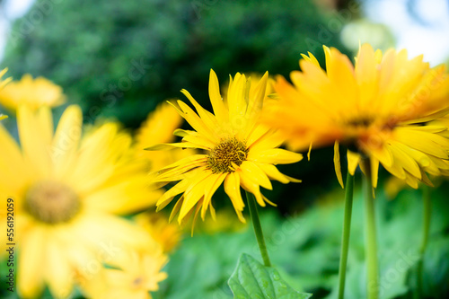 Yellow gerbera flowers in the garden