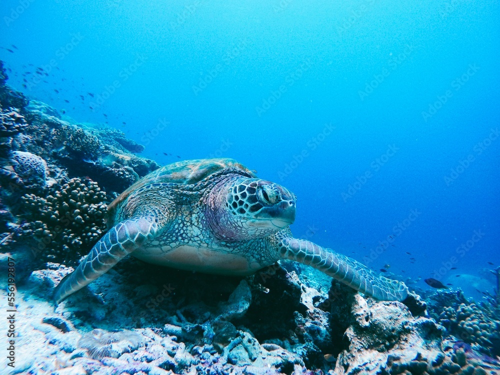 Fototapeta premium green sea turtle