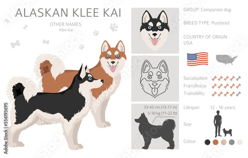 Alaskan klee kai all colours clipart. Different coat colors set