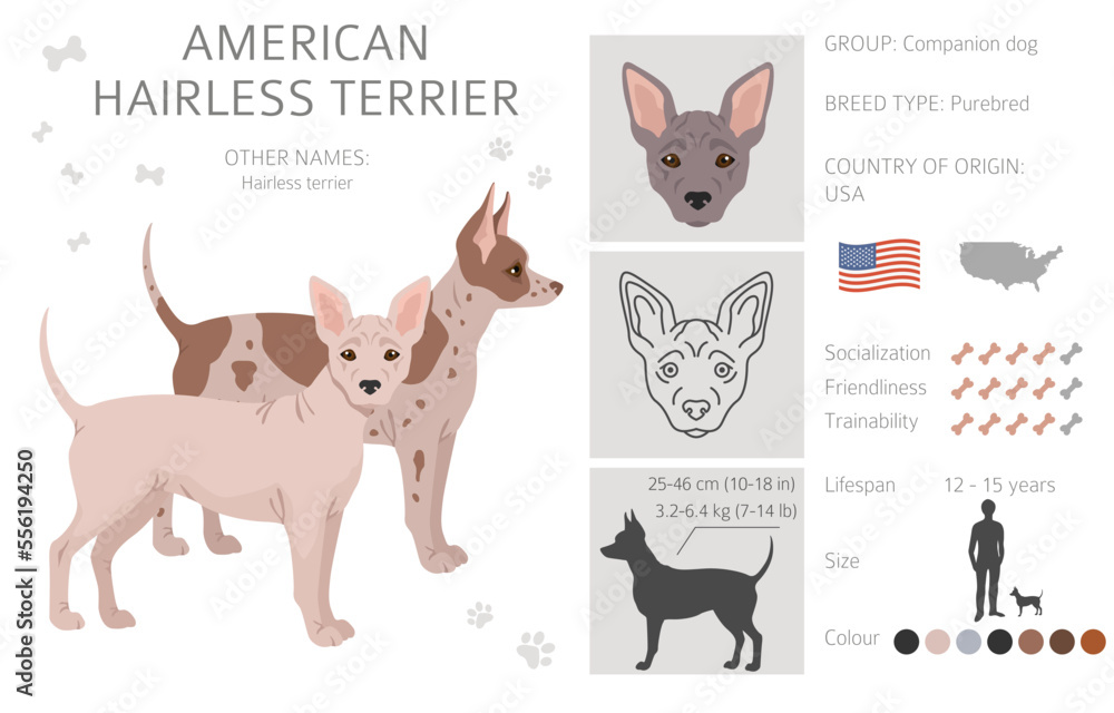 American hairless terrier all colours clipart. Different coat colors and poses set