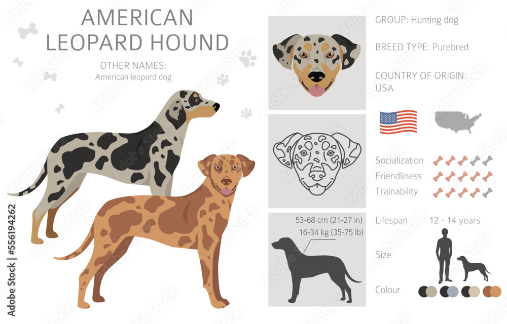 American leopard hound all coat colors clipart. All dog breeds infographic