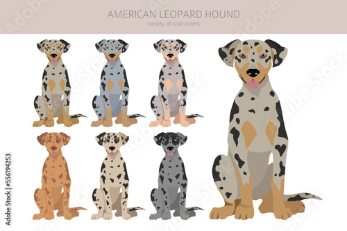 American leopard hound all coat colors clipart. All dog breeds infographic