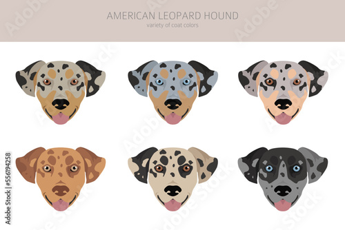 American leopard hound all coat colors clipart. All dog breeds infographic