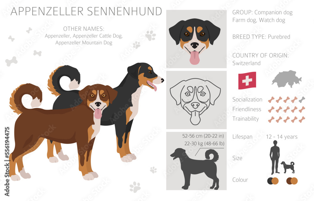 Appenzeller sennenhund all colours clipart. Different coat colors and poses set