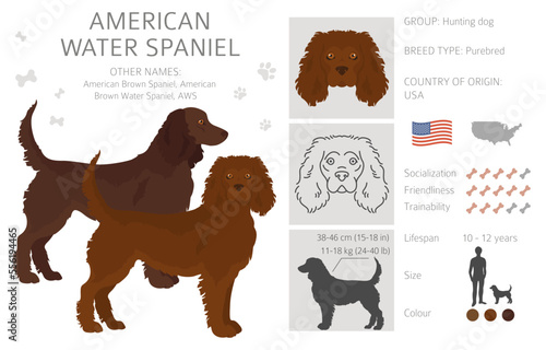 American water spaniel all colours clipart. Different coat colors and poses set photo