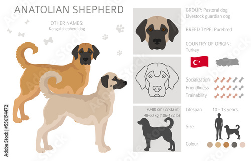 Anatolian shepherd all colours clipart. Different coat colors and poses se