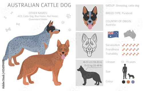 Australian cattle dog all colours clipart. Different coat colors and poses set