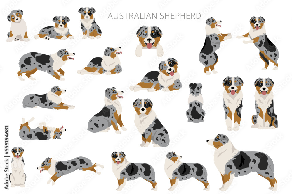 Australian shepherd clipart. Coat colors Aussie set. All dog breeds characteristics infographic Australian shepherd clipart. Coat colors Aussie set. All dog breeds characteristics infographic