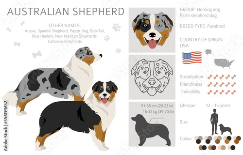 Australian shepherd clipart. Coat colors Aussie set.  All dog breeds characteristics infographic