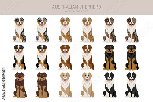 Australian shepherd clipart. Coat colors Aussie set.  All dog breeds characteristics infographic