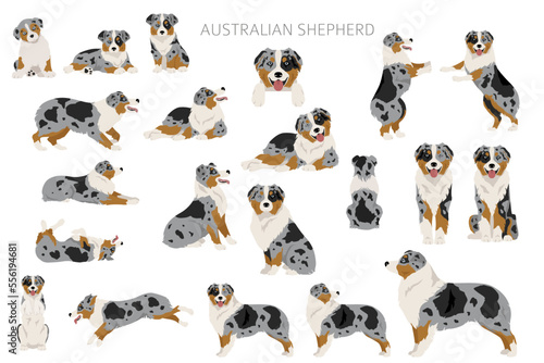 Australian shepherd clipart. Coat colors Aussie set.  All dog breeds characteristics infographic