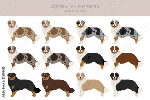 Australian shepherd clipart. Coat colors Aussie set.  All dog breeds characteristics infographic