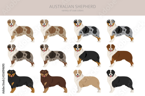 Australian shepherd clipart. Coat colors Aussie set.  All dog breeds characteristics infographic