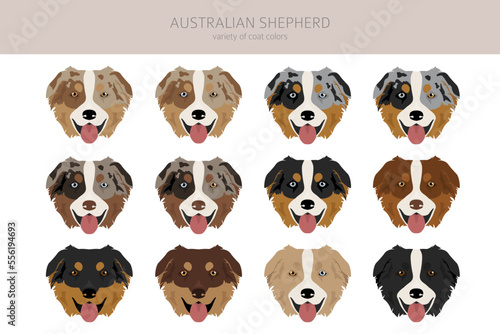 Australian shepherd clipart. Coat colors Aussie set.  All dog breeds characteristics infographic