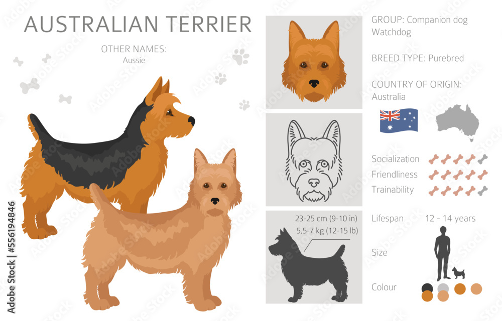 Australian terrier all colours clipart. Different coat colors and poses set