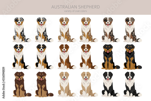 Australian shepherd clipart. Coat colors Aussie set.  All dog breeds characteristics infographic photo
