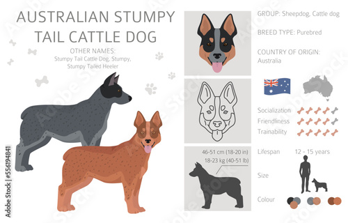 Australian stumpy tail cattle dog all colours clipart. Different coat colors and poses set