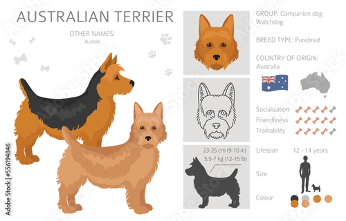 Australian terrier all colours clipart. Different coat colors and poses set