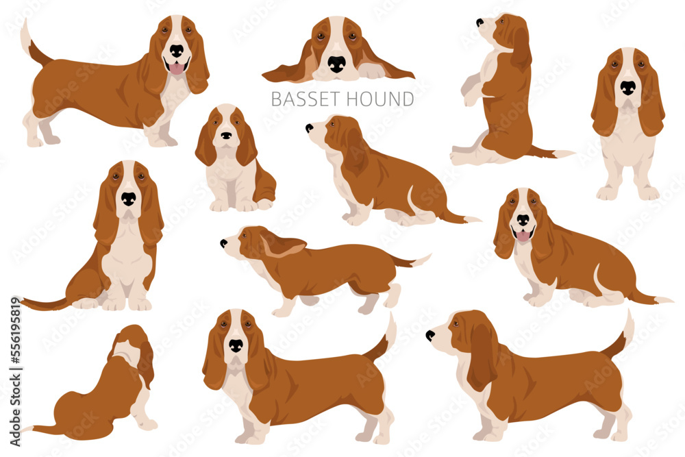 Basset Hound dog clipart. All coat colors set.  Different position. All dog breeds characteristics infographic