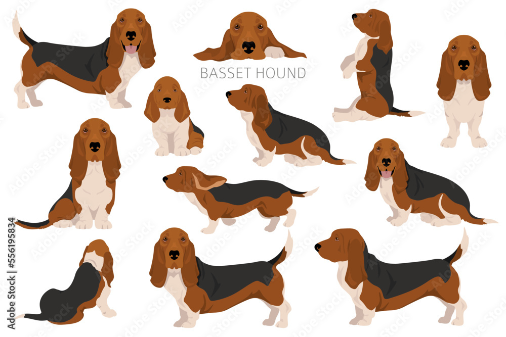 Basset Hound dog clipart. All coat colors set. Different position