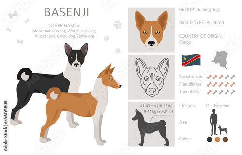 Basenji all colours clipart. Different coat colors and poses set