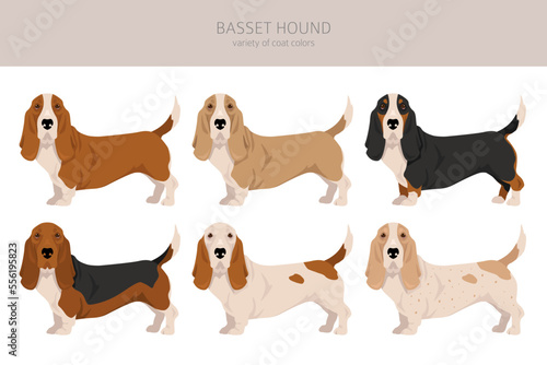 Basset Hound dog clipart. All coat colors set.  Different position. All dog breeds characteristics infographic