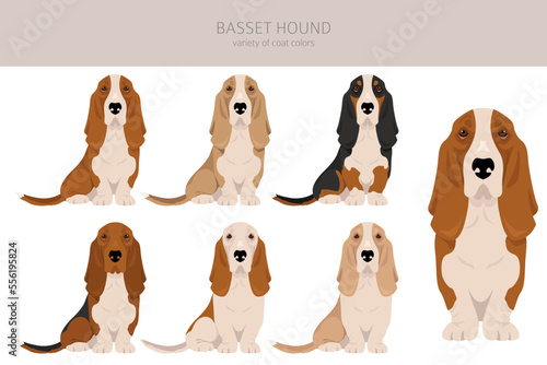 Basset Hound dog clipart. All coat colors set.  Different position. All dog breeds characteristics infographic. Vector illustration