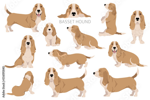 Basset Hound dog clipart. All coat colors set. Different position. All dog breeds characteristics infographic