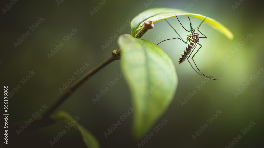 Close up a mosquito hides under green leaf, nature blurred background, macro photos, selective focus, insect Thailand. - obrazy, fototapety, plakaty 