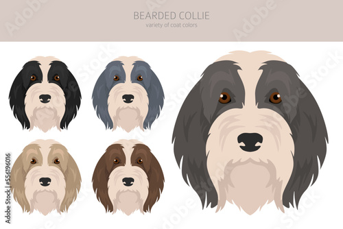 Bearded Collie dog clipart. All coat colors set.  Different position. All dog breeds characteristics infographic