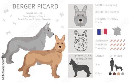 Berger picard clipart. Different coat colors and poses set