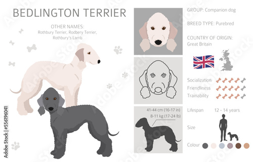 Bedlington terrier clipart. Different coat colors and poses set