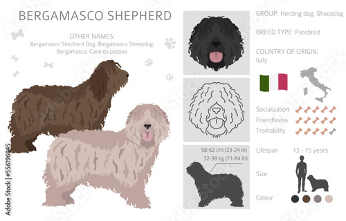 Bergamasco shepherd clipart. Different coat colors and poses set.