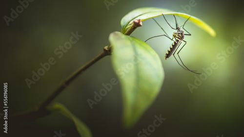 Close up a mosquito hides under green leaf, nature blurred background, macro photos, selective focus, insect Thailand.