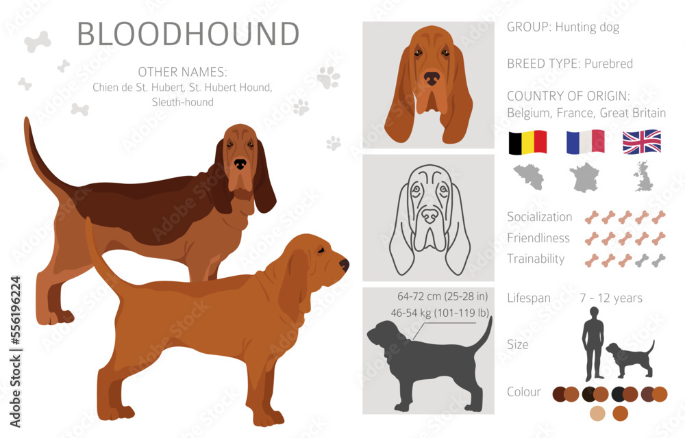 Bloodhound dog clipart. All coat colors set. Different position. All