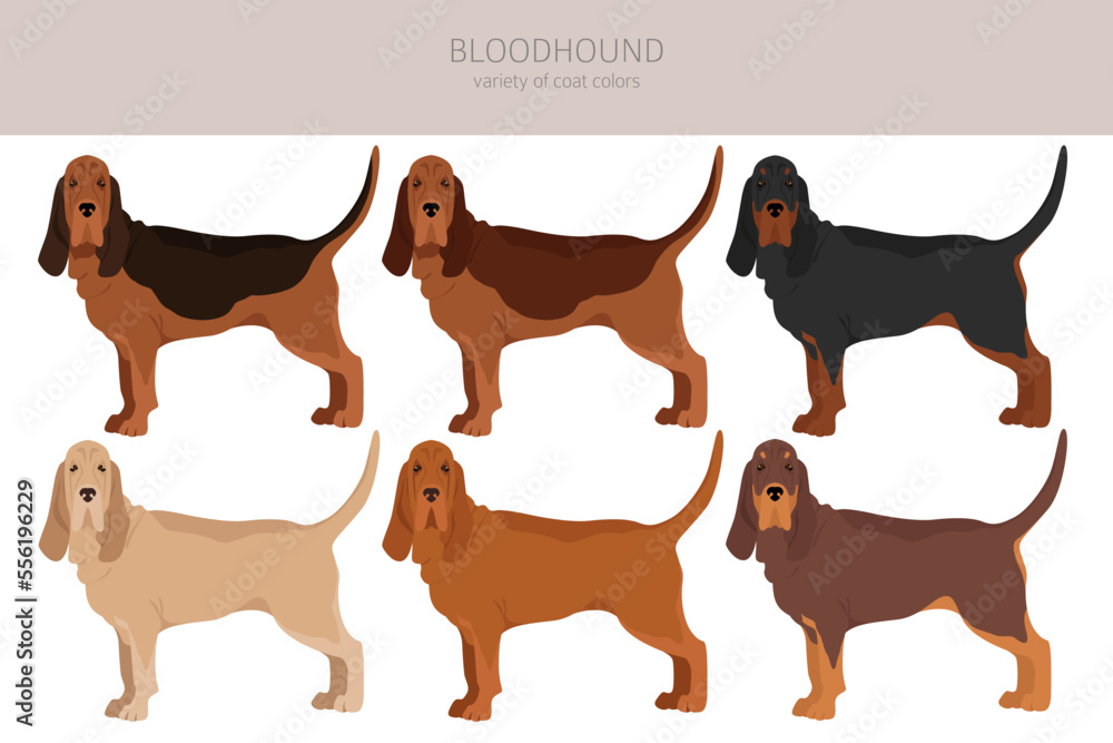 Bloodhound dog clipart. All coat colors set. Different position. All