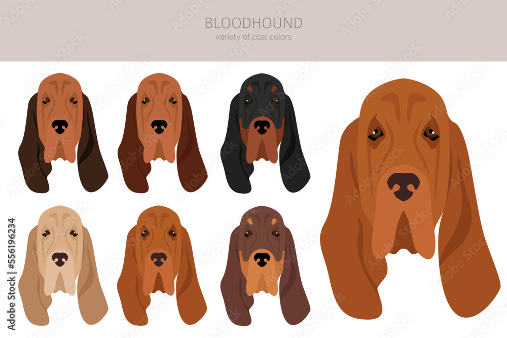 Bloodhound dog clipart. All coat colors set. Different position. All