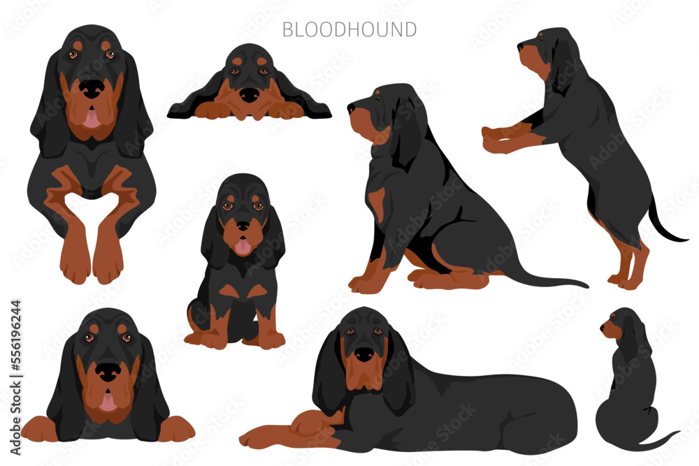 Bloodhound dog  clipart. All coat colors set.  Different position. All dog breeds characteristics infographic