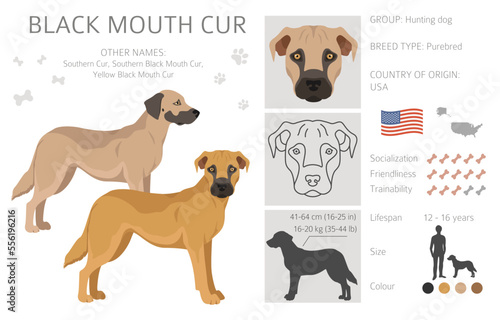 Black mouth cur clipart. Different coat colors and poses set