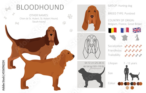 Bloodhound dog  clipart. All coat colors set.  Different position. All dog breeds characteristics infographic
