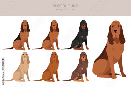 Bloodhound dog  clipart. All coat colors set.  Different position. All dog breeds characteristics infographic