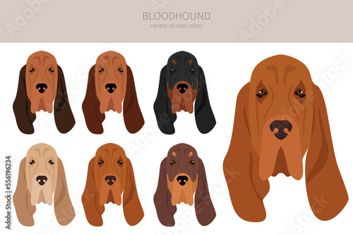 Bloodhound dog  clipart. All coat colors set.  Different position. All dog breeds characteristics infographic