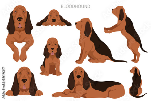Bloodhound dog  clipart. All coat colors set.  Different position. All dog breeds characteristics infographic. Vector illustration photo