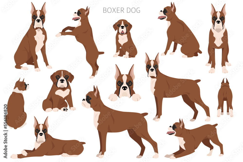 Obraz premium Boxer dog clipart. All coat colors set. Different position. All dog breeds characteristics infographic
