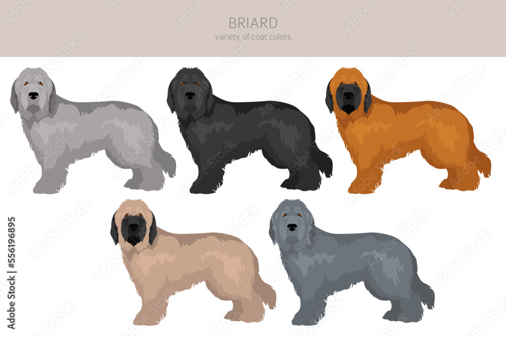 Briard dog clipart. All coat colors set.  Different position. All dog breeds characteristics infographic